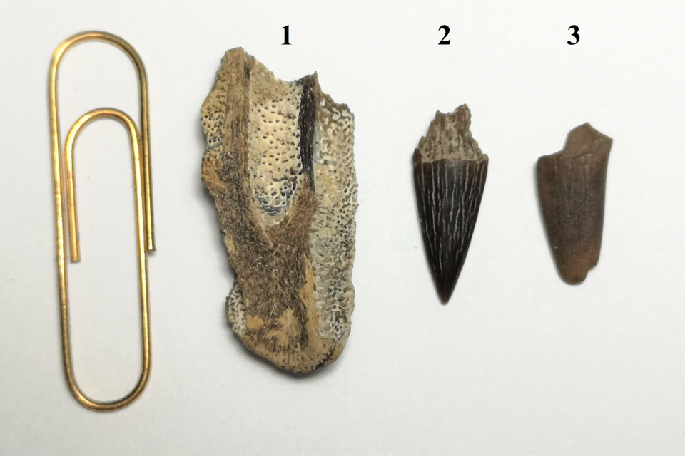  Палеонтологические находки Алисы Козловой и Ольги Давыдовой: 1 - фрагмент челюстного аппарата химеры, древней родственницы акул, 2 и 3 - обломки зубов морских ящеров